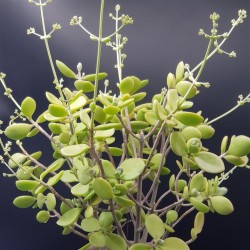 Kalanchoe bracteata "silver teaspoon" 8,5