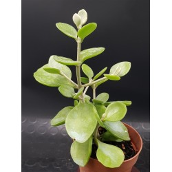 Kalanchoe bracteata "silver teaspoon" 8,5