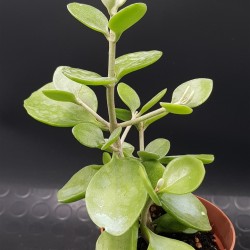 Kalanchoe bracteata "silver teaspoon" 8,5