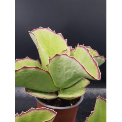 Kalanchoe "synsepala" walking Kalanchoe" - ( special edition)  11,5