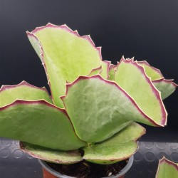Kalanchoe "synsepala" walking Kalanchoe" - ( special edition)  11,5