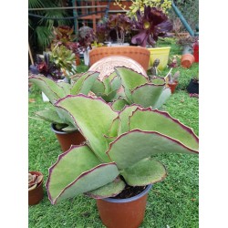 Kalanchoe "synsepala" walking Kalanchoe" - ( special edition)  11,5