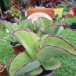 Kalanchoe "synsepala" walking Kalanchoe" - ( special edition)  11,5