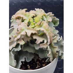 Kalanchoe beharensis 'Maltese Cross'  (special edition)10