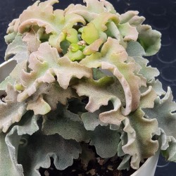 Kalanchoe beharensis 'Maltese Cross'  (special edition)10