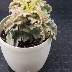 Kalanchoe beharensis 'Maltese Cross'  (special edition)10