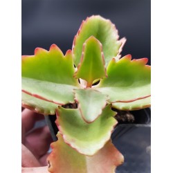 Kalanchoe Longiflora Coccinea ΓΛ. 5,5