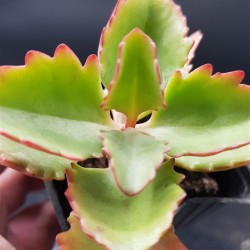 Kalanchoe Longiflora Coccinea ΓΛ. 5,5