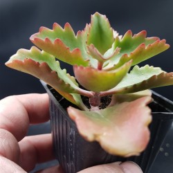 Kalanchoe Longiflora Coccinea ΓΛ. 5,5