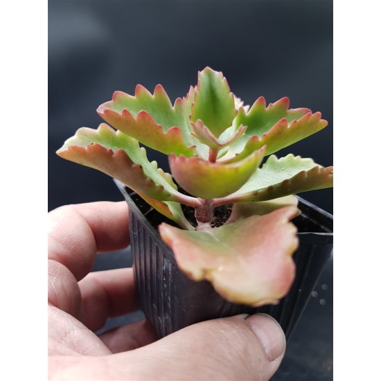 Kalanchoe Longiflora Coccinea ΓΛ. 5,5