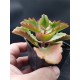 Kalanchoe Longiflora Coccinea ΓΛ. 5,5