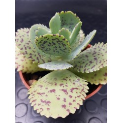 Kalanchoe " marmorata " 8,5