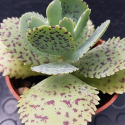 Kalanchoe " marmorata " 8,5