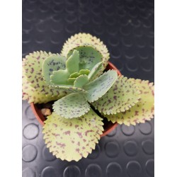 Kalanchoe " marmorata " 8,5