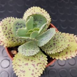 Kalanchoe " marmorata " 8,5