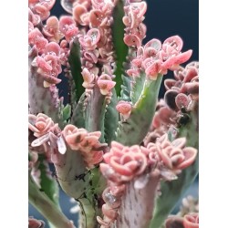 Kalanchoe " pink  butterflies" 5,5