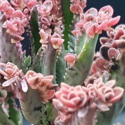 Kalanchoe " pink  butterflies" 5,5