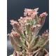 Kalanchoe " pink  butterflies" 5,5