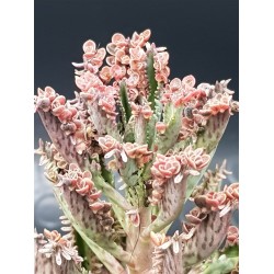 Kalanchoe " pink  butterflies" 5,5