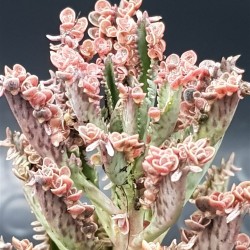 Kalanchoe " pink  butterflies" 5,5