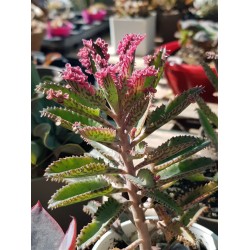 Kalanchoe " pink  butterflies" 10