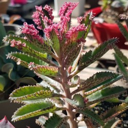 Kalanchoe " pink  butterflies" 10
