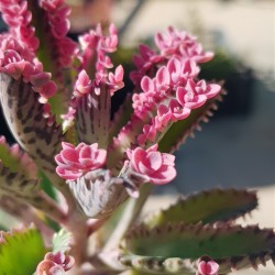 Kalanchoe " pink  butterflies" 10