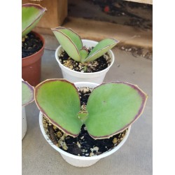 Kalanchoe "synsepala" walking Kalanchoe" 8,5