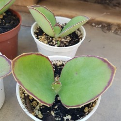 Kalanchoe "synsepala" walking Kalanchoe" 8,5