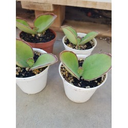 Kalanchoe "synsepala" walking Kalanchoe" 8,5