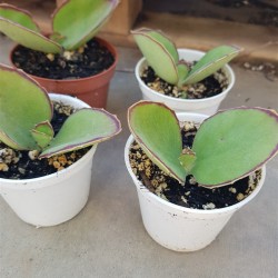 Kalanchoe "synsepala" walking Kalanchoe" 8,5