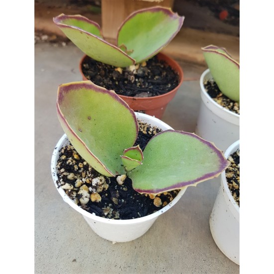 Kalanchoe "synsepala" walking Kalanchoe" 8,5