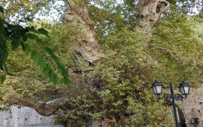 Ο ΠΛΑΤΑΝΟΣ ΣΤΟ ΚΡΆΣΙ ΧΡΉΖΕΙ ΒΟΗΘΕΙΑΣ