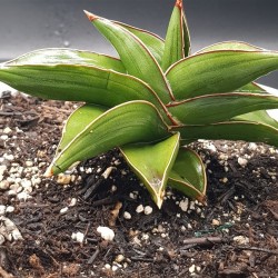 SANSEVERIA " SAMURAI " 12