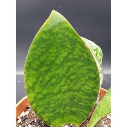 Sanseveria '' masoniana . shark fin '' Ενα φύλλο "