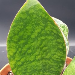 Sanseveria '' masoniana . shark fin '' Ενα φύλλο "