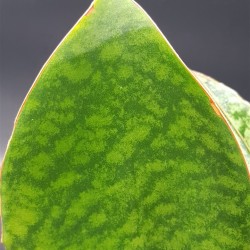 Sanseveria '' masoniana . shark fin '' Ενα φύλλο "