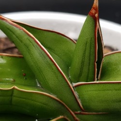 SANSEVERIA " SAMURAI " 12