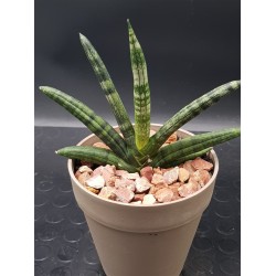 Sanseveria Cylindrica " Tiara platinum " 12