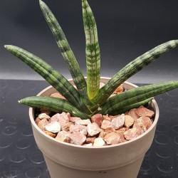 Sanseveria Cylindrica " Tiara platinum " 12