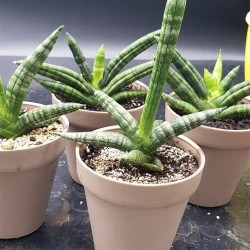 Sanseveria Cylindrica " Tiara platinum " 12