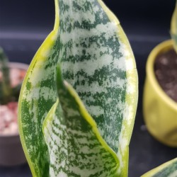 Sanseveria - snake plant  " Ocean star " 12