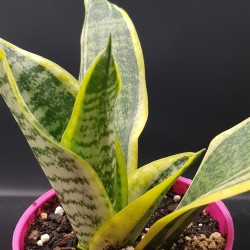 Sanseveria - snake plant  " Ocean star " 12