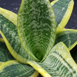 Sansveria - snake plant  " Ocean star " 24