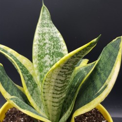 Sansveria - snake plant  " Ocean star " 24