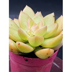 Sedum adolphii γλ. 5,5