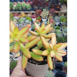 Sedum " fire storm" (special edition) 10