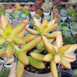 Sedum " fire storm" (special edition) 10