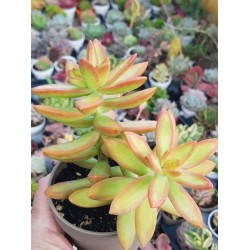 Sedum " fire storm" (special edition) 10