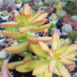 Sedum " fire storm" (special edition) 10